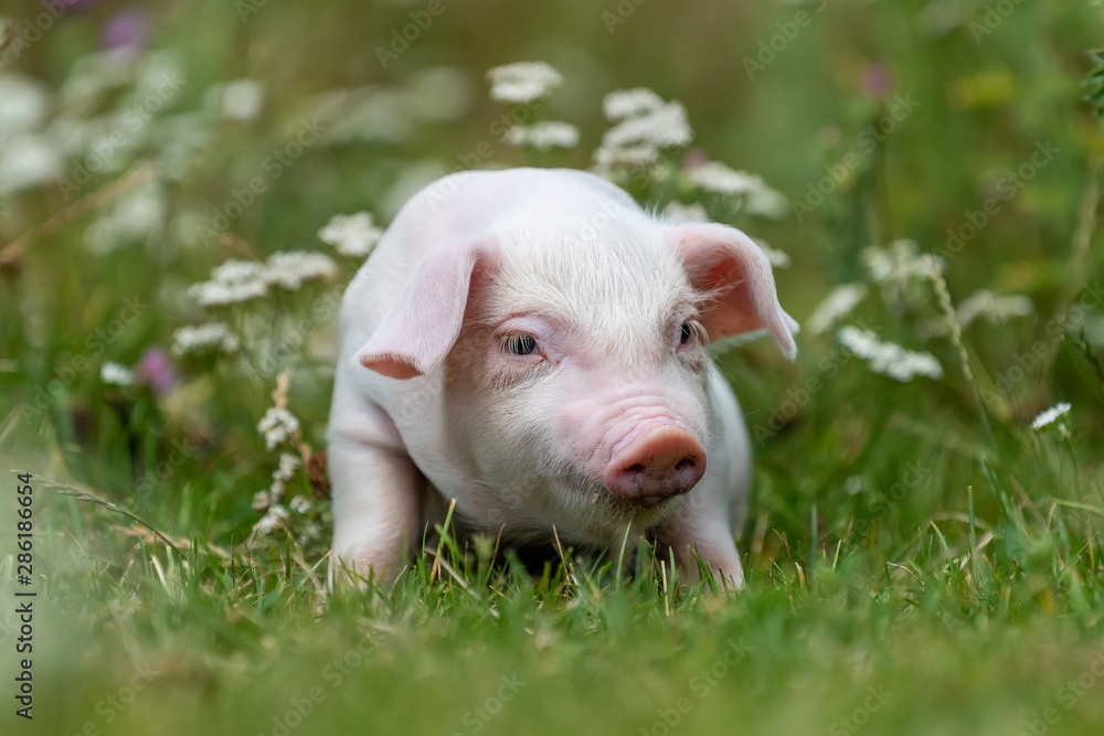 Young funny pig on a green grass