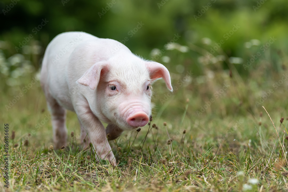 Young funny pig on a green grass