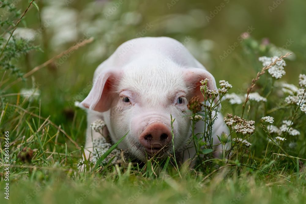 Young funny pig on a green grass