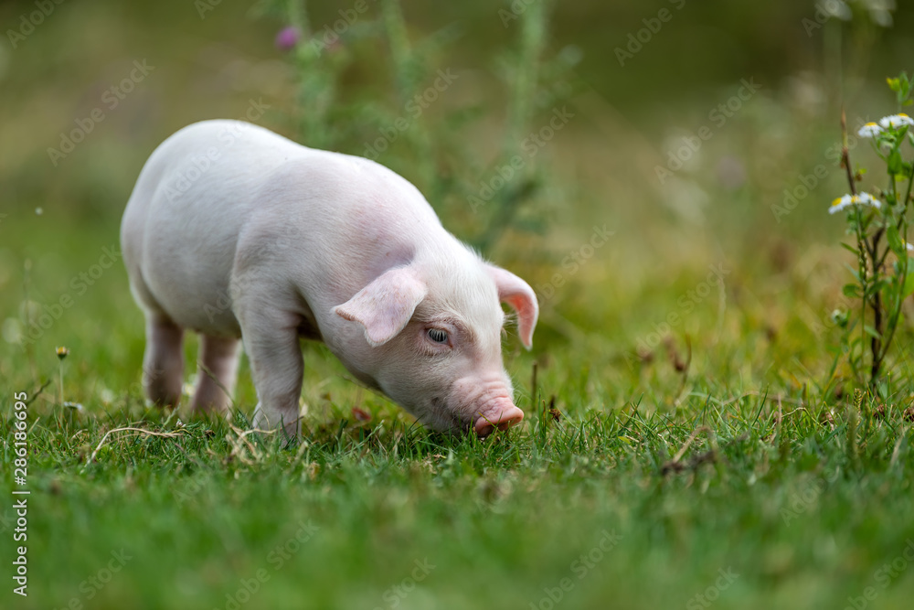 Young funny pig on a green grass