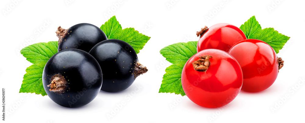 Black and red currant isolated on white background