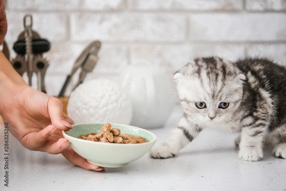 年轻女人在厨房里喂可爱的小猫