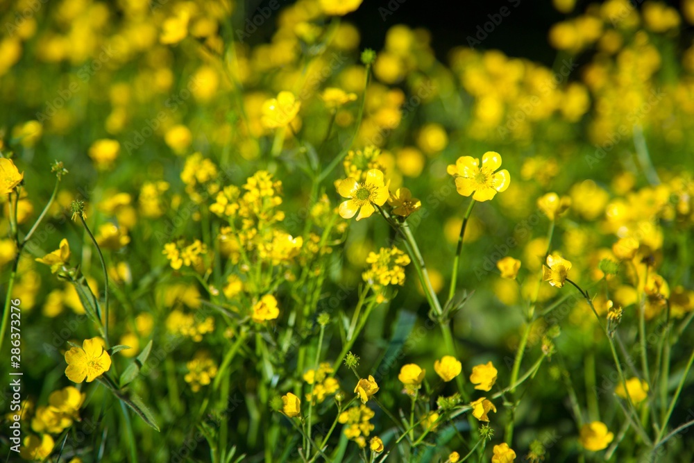 Field of yellow wildflowers