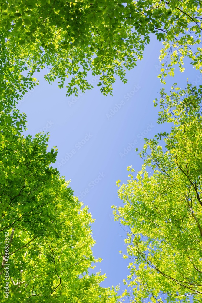 Sky through the forest canopy