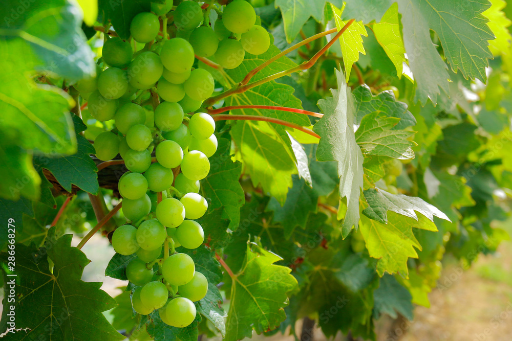 cluster of green grapes on a vine 