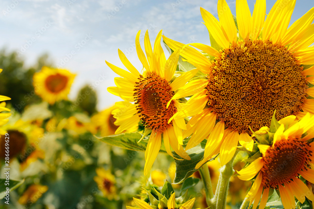 LANDSCAPE OF SUNFLOWERS FIELD, DURING SUMMER SEASON IN PROVENCE -FRANCE