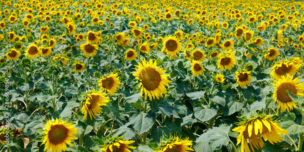 LANDSCAPE OF SUNFLOWERS FIELD, DURING SUMMER SEASON IN PROVENCE -FRANCE