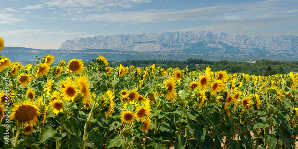 LANDSCAPE OF SUNFLOWERS FIELD, DURING SUMMER SEASON IN PROVENCE -FRANCE