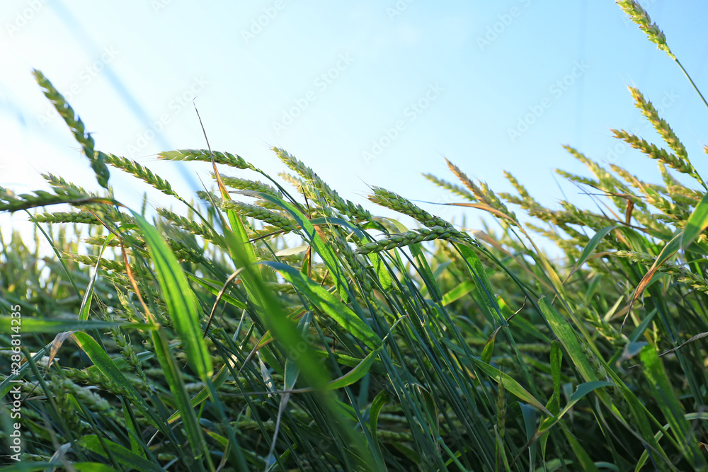 Spikelets on wheat field on summer day