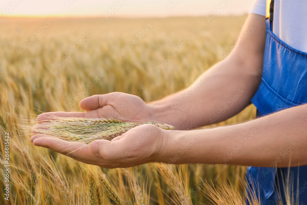 Farmer with spikelets in wheat field, closeup