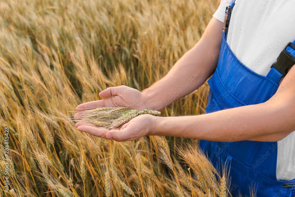 Farmer with spikelets in wheat field