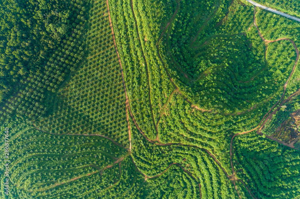 Row of palm tree plantation garden on high mountain in phang nga thailand Aerial view drone high ang