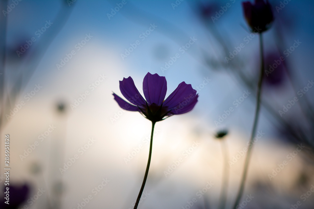 蓝天背景下的花朵