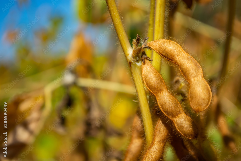 soybean pod filled with beans in a field against the sky