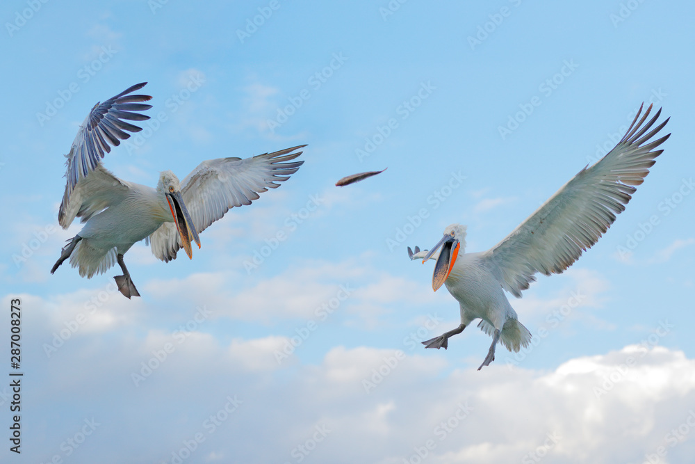 水中的鸟。达尔马提亚鹈鹕，Pelecanus crispus，降落在希腊的克尔基尼湖。pelican wi