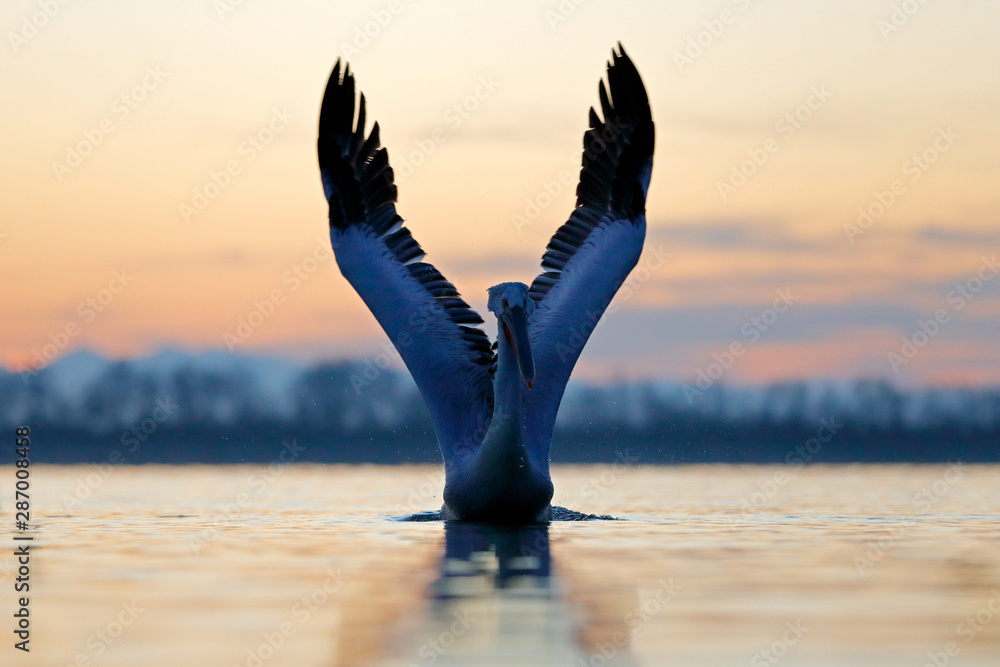 水中鸟。达尔马提亚鹈鹕，鹈鹕（Pelecanus crispus），降落在希腊Kerkini湖。鹈鹕wi