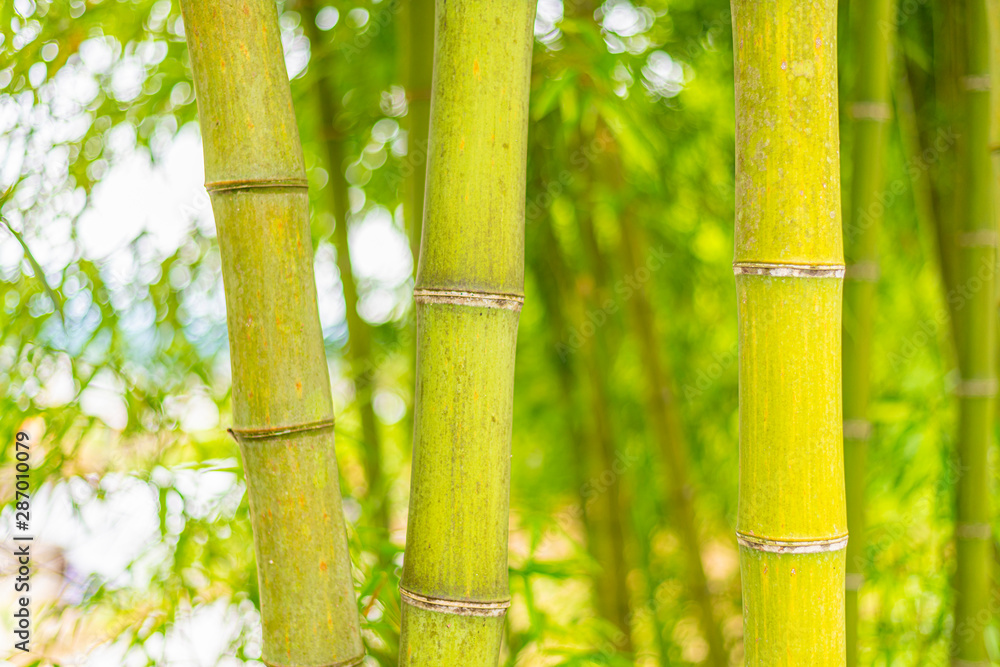 A close-up of yellow-green bamboo branches in bamboo forest