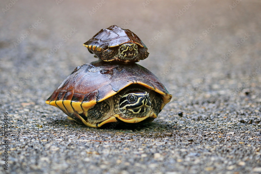 The turtles are walking in the sunlit streets.