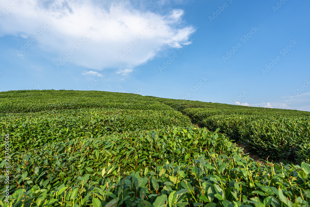 tea plantation