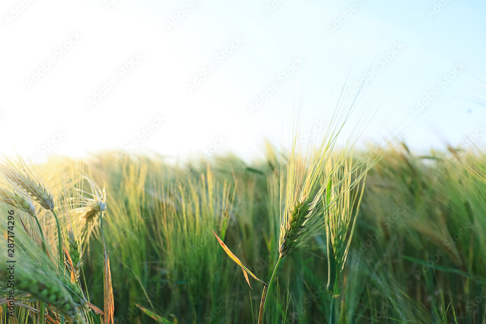 Spikelets on rye field on summer day