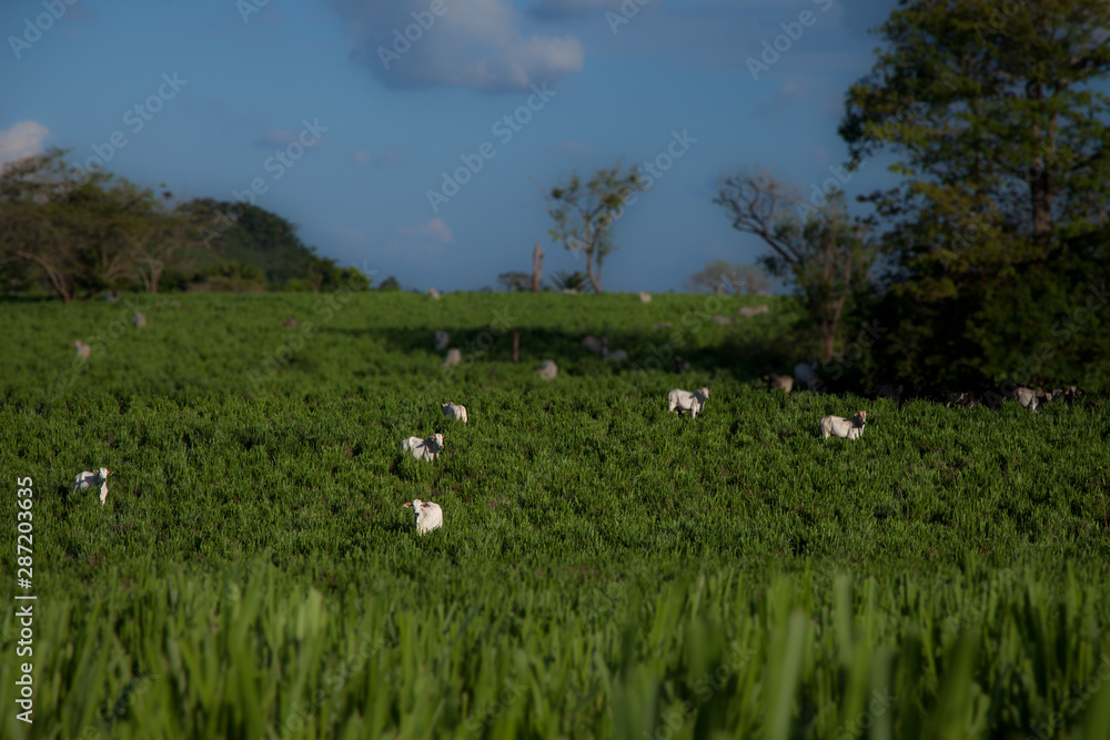 Livestock in the Amazon is one of the largest vectors of deforestation.