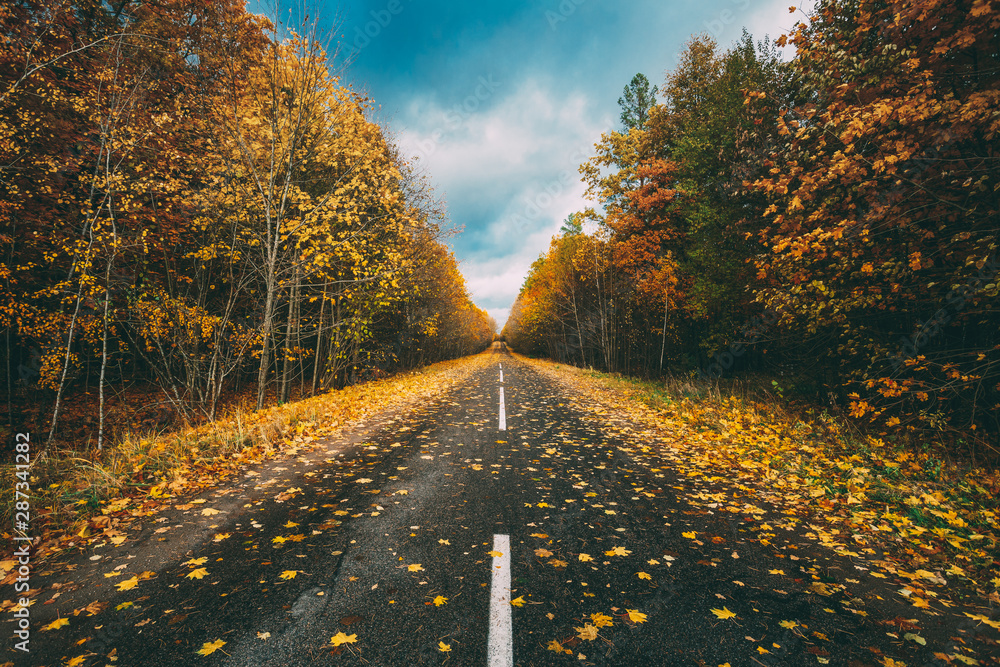 Open Asphalt Road Path Walkway Through Autumn Forest In Sunny Day. Direction Through Colorful Forest