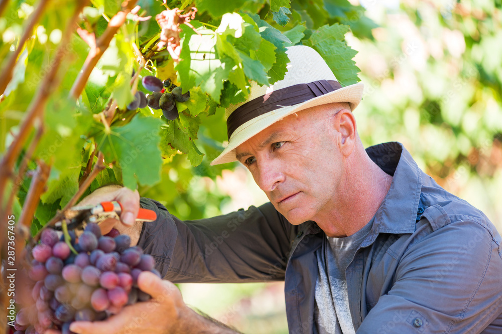 Winegrower man picking ripe red grapes