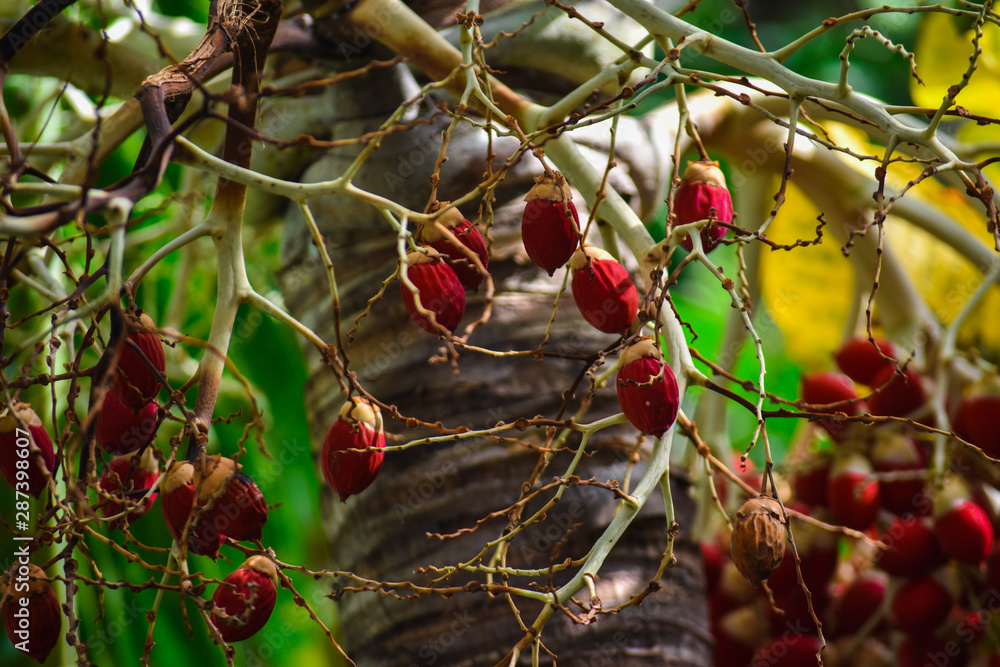 Frutos rojos en arbol en la playa