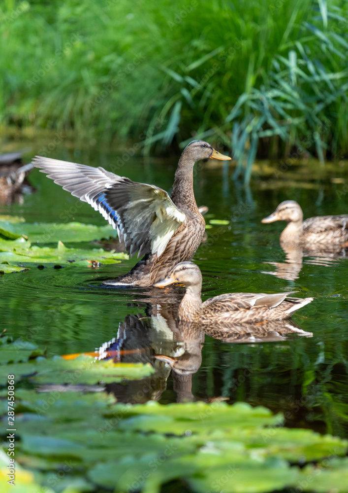 Ente im Teich im Seeleger Moor