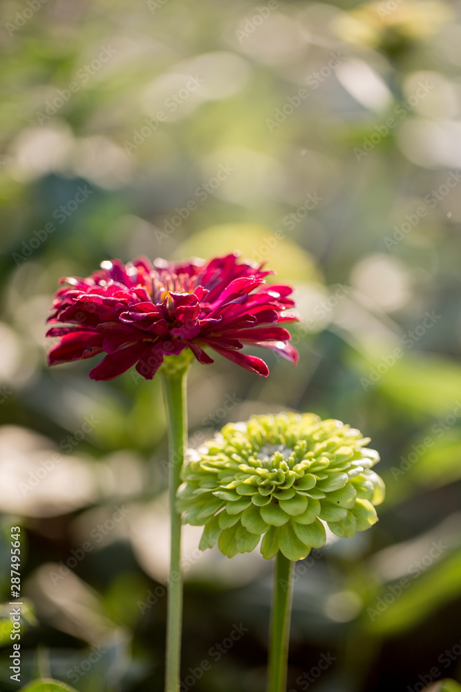 花园里的花