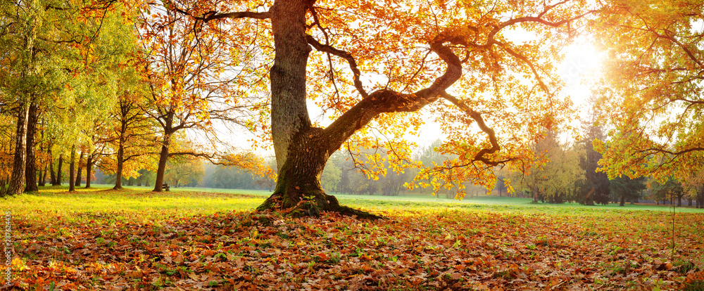 trees in the park in autumn on sunny day