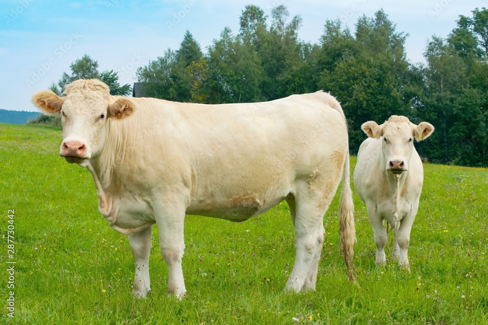 Charolais cow, French breed -  two heifers in the pasture