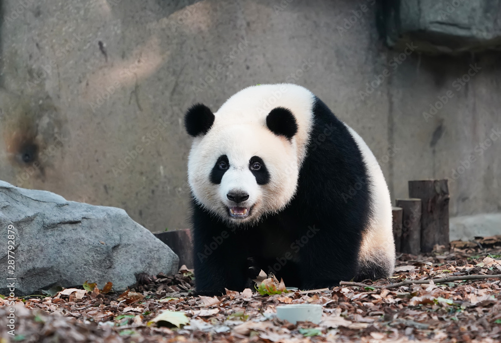 giant panda in chengdu wild zoo