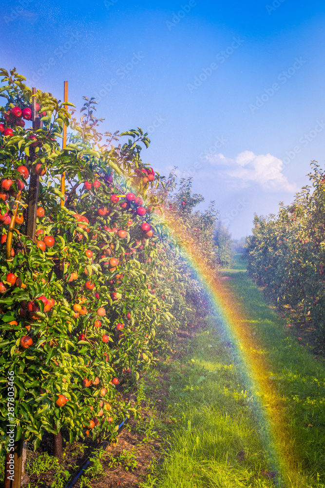 Reife Äpfel kurz vor der Ernte 