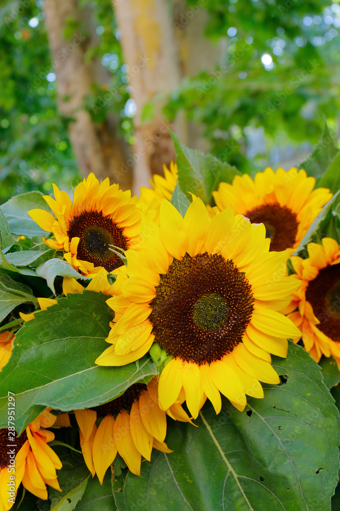 SUNFLOWERS SOLD IN MARKET DURING SUMMER SEASON IN PROVENCE -FRANCE