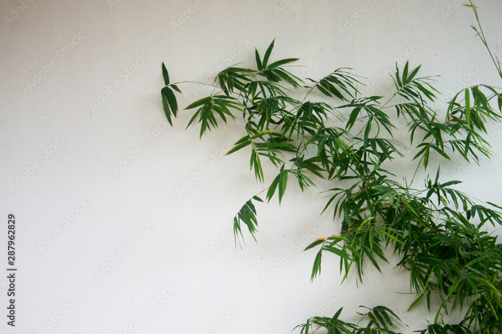 Bamboo leaves on concrete walls