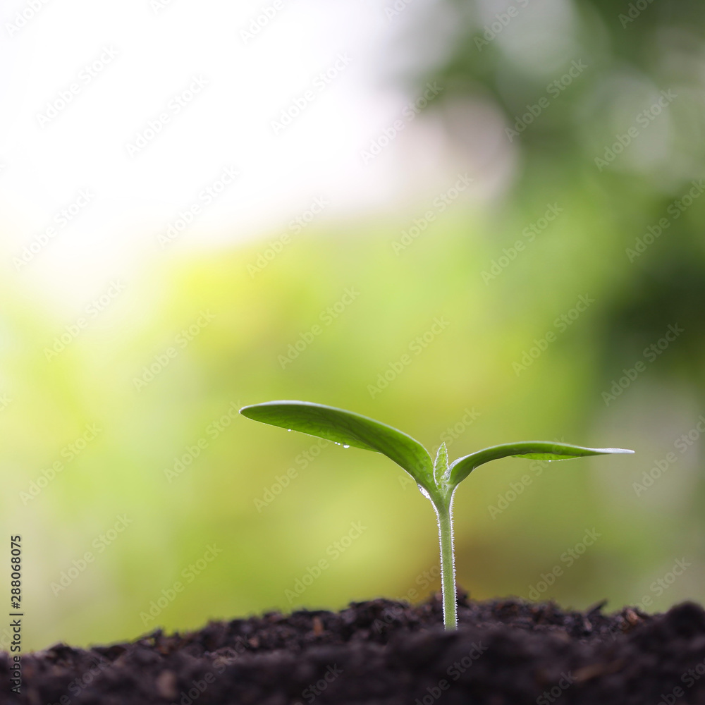 小型绿色植物广场