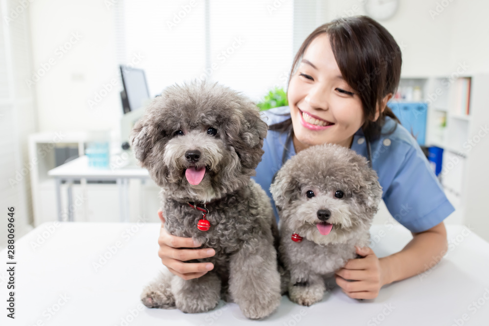 pet dog and the vet