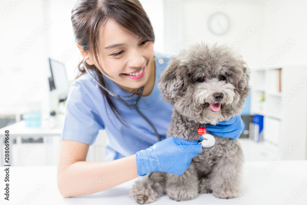 veterinarian at veterinary clinic