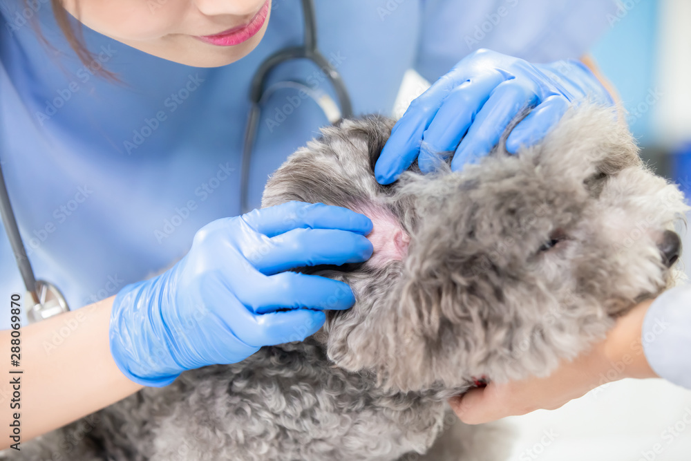 veterinarian at veterinary clinic