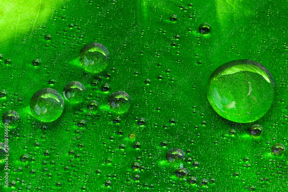 fresh drops dew on green leaf