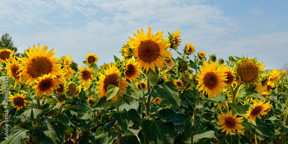 法国普罗旺斯夏季向日葵田景观