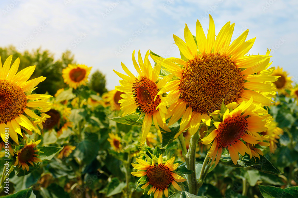 LANDSCAPE OF SUNFLOWERS FIELD, DURING SUMMER SEASON IN PROVENCE -FRANCE