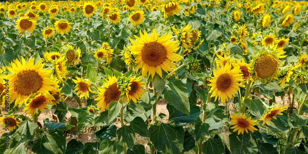 法国普罗旺斯夏季向日葵田景观