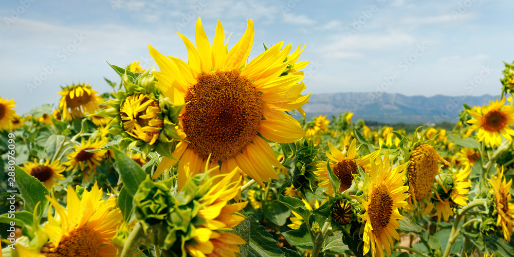 LANDSCAPE OF SUNFLOWERS FIELD, DURING SUMMER SEASON IN PROVENCE -FRANCE