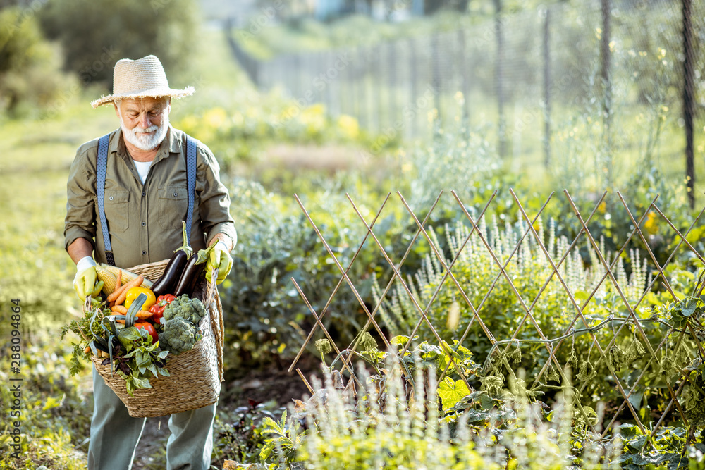 Portrait of a senior well-dressed agronomist with basket full of freshly picked up vegetables on the