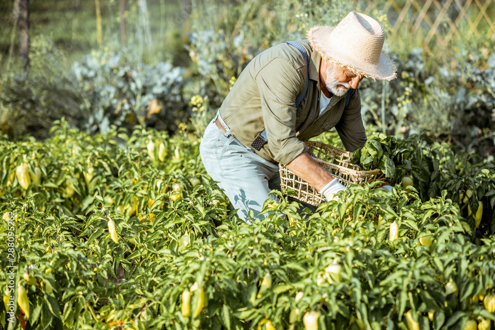 Senior well-dressed man picking up fresh peppers on an organic garden during the sunset. Concept of 