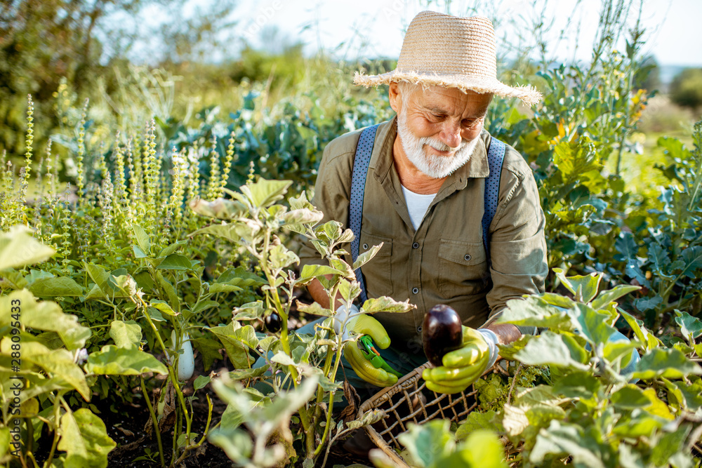 Senior well-dressed man picking up fresh vegetable harvest on an organic garden, collecting eggplant