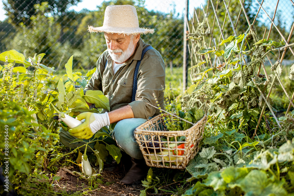 Senior well-dressed man picking up fresh vegetable harvest on an organic garden, collecting eggplant