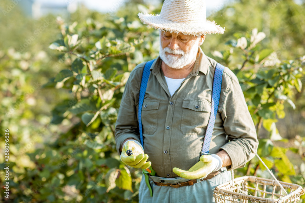 Portrait of a senior well-dressed man as a gardener collecting blackberries on the beautiful plantat